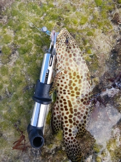 イシミーバイの釣果