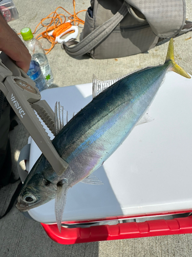 ムロアジの釣果