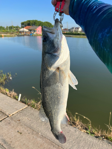 セッパ（タイリクスズキ）の釣果