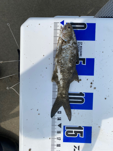 ツバメコノシロの釣果