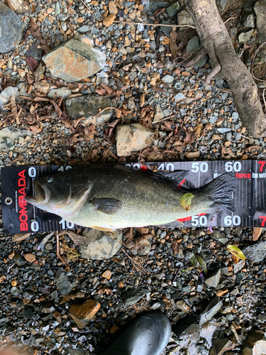 ブラックバスの釣果