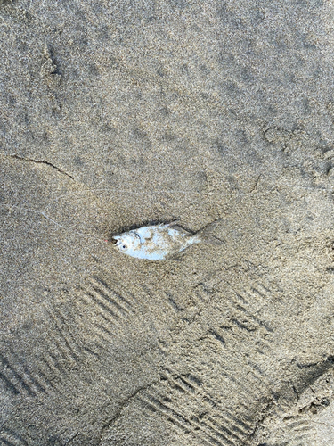 コバンアジの釣果