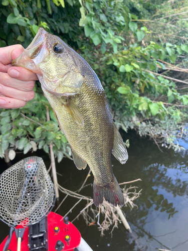 ラージマウスバスの釣果