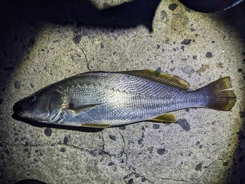 ニベの釣果