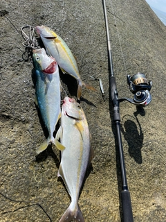 ショゴの釣果