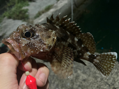 カサゴの釣果