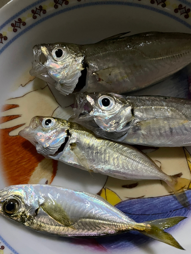 アジの釣果