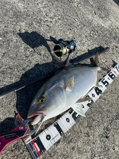 ショゴの釣果