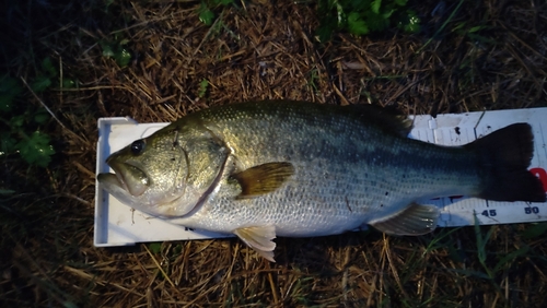 ラージマウスバスの釣果