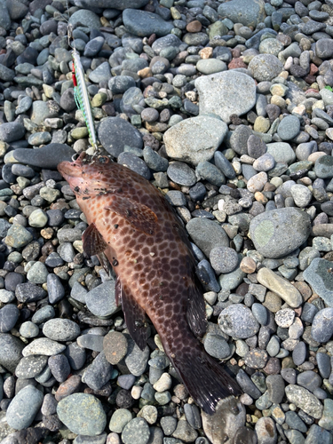 オオモンハタの釣果