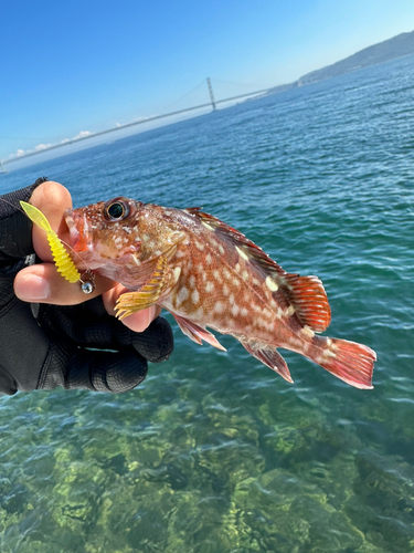 ガシラの釣果