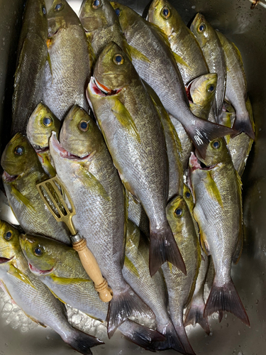 イサキの釣果