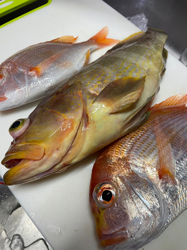 アオハタの釣果