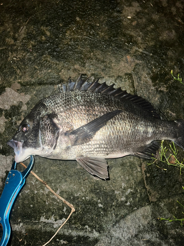 クロダイの釣果