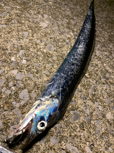 タチウオの釣果