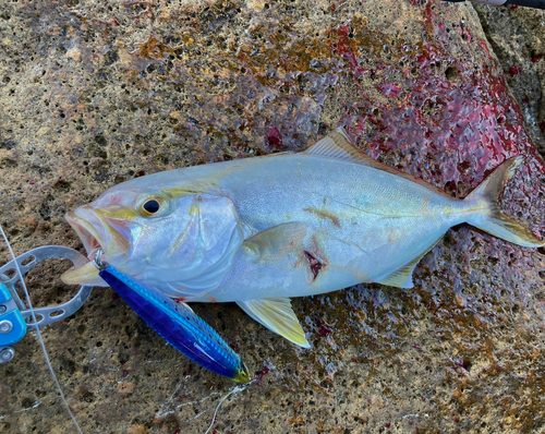 シオの釣果