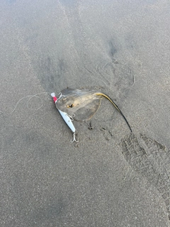 アカエイの釣果