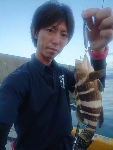 アオハタの釣果