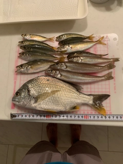 マアジの釣果