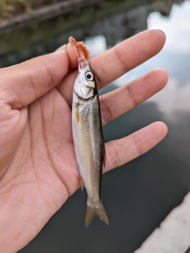 ウグイの釣果