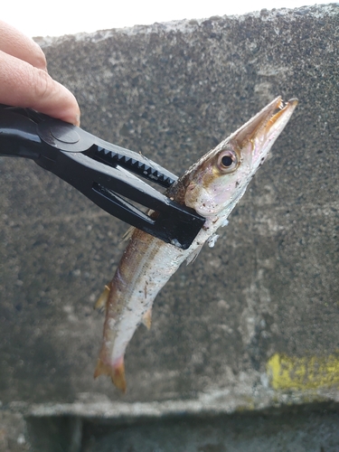 カマスの釣果