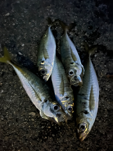 アジの釣果