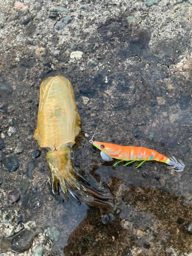 アオリイカの釣果