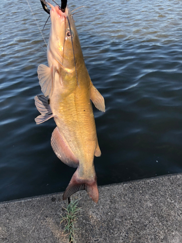 アメリカナマズの釣果