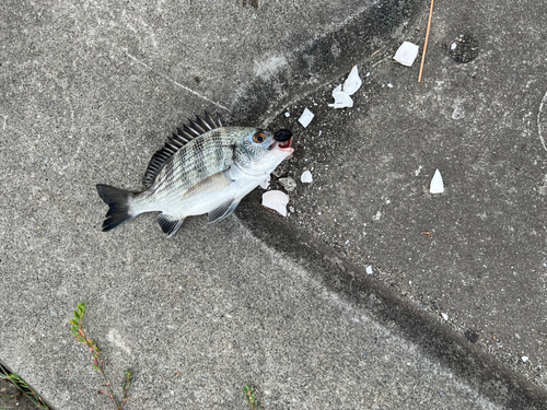 クロダイの釣果