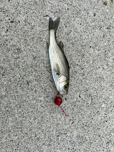 ショゴの釣果