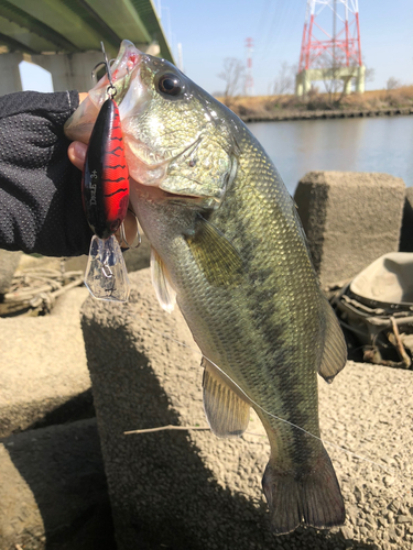 ラージマウスバスの釣果