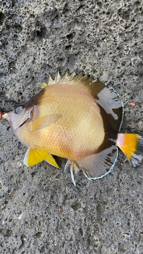 シラコダイの釣果