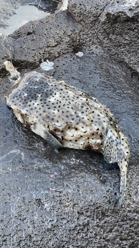 イシガキフグの釣果