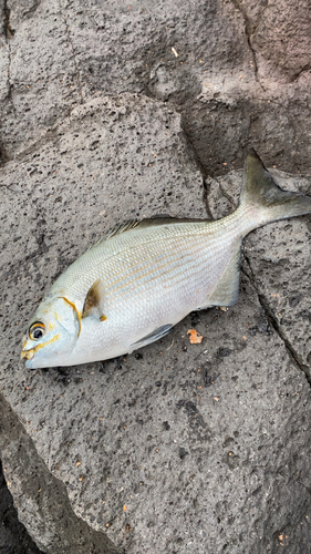 イスズミの釣果