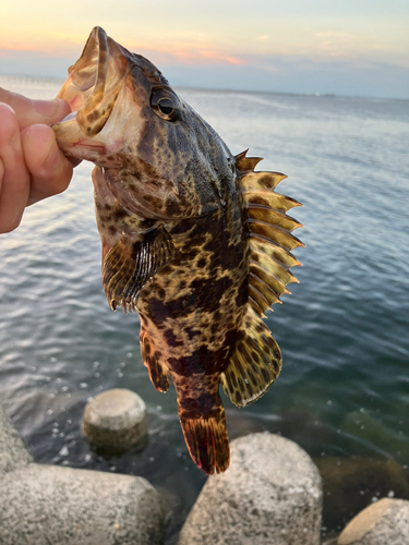 タケノコメバルの釣果