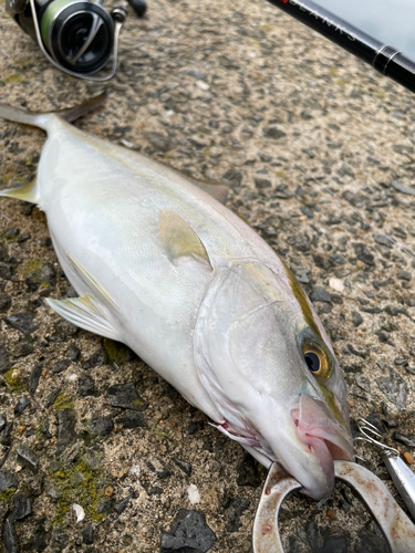 ネリゴの釣果