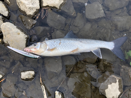 ニゴイの釣果