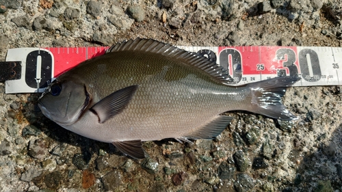 クチブトグレの釣果