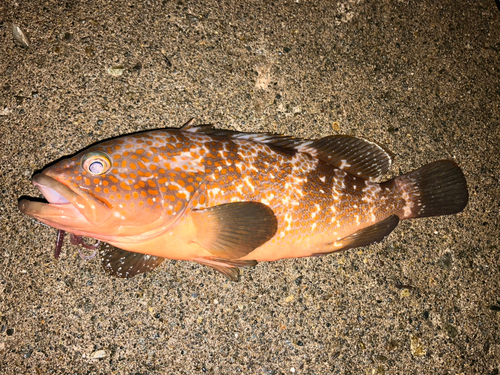 キジハタの釣果