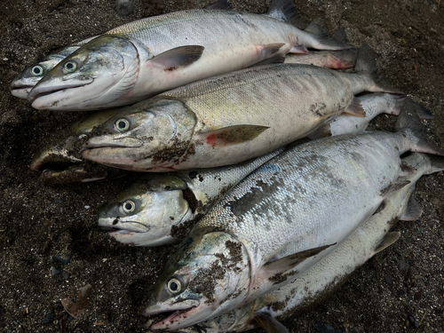 アキアジの釣果