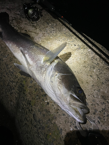 スズキの釣果