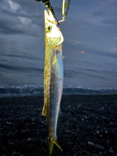 カマスの釣果