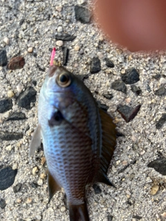 スズメダイの釣果