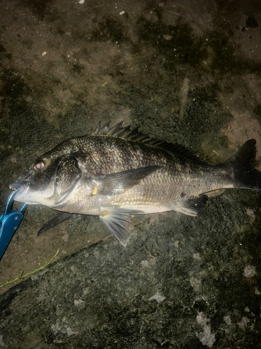 クロダイの釣果