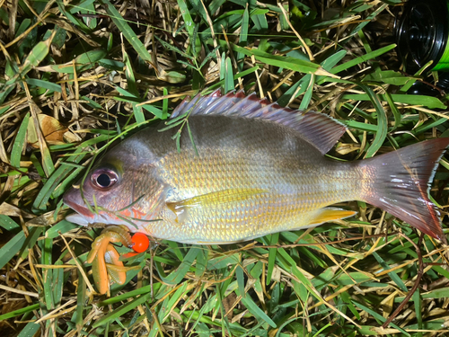 オキフエダイの釣果