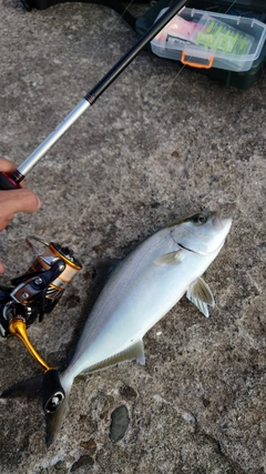ネリゴの釣果