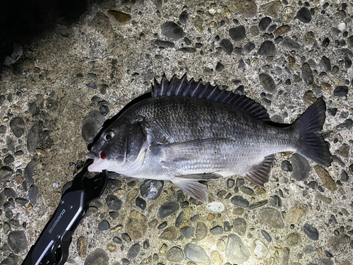 チヌの釣果