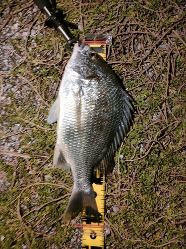 チヌの釣果