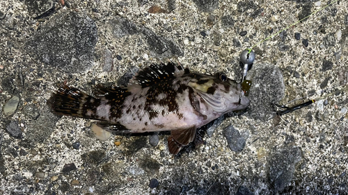 クロソイの釣果