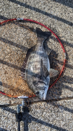 クロダイの釣果